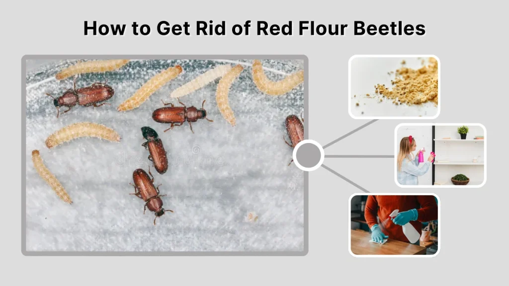 How to Get Rid of Red Flour Beetles