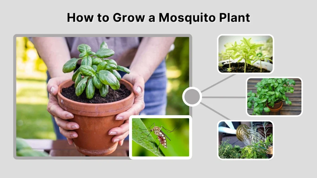 How to Grow a Mosquito Plant