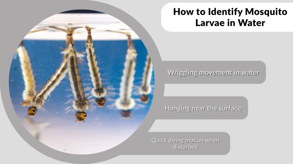 How to Identify Mosquito Larvae in Water