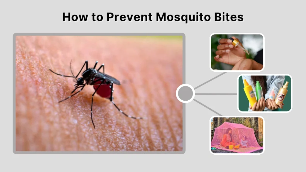 How to Prevent Mosquito Bites