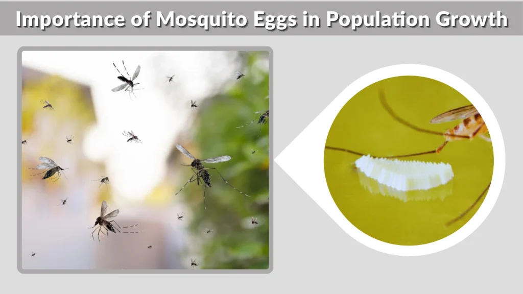 Importance of Mosquito Eggs in Population Growth