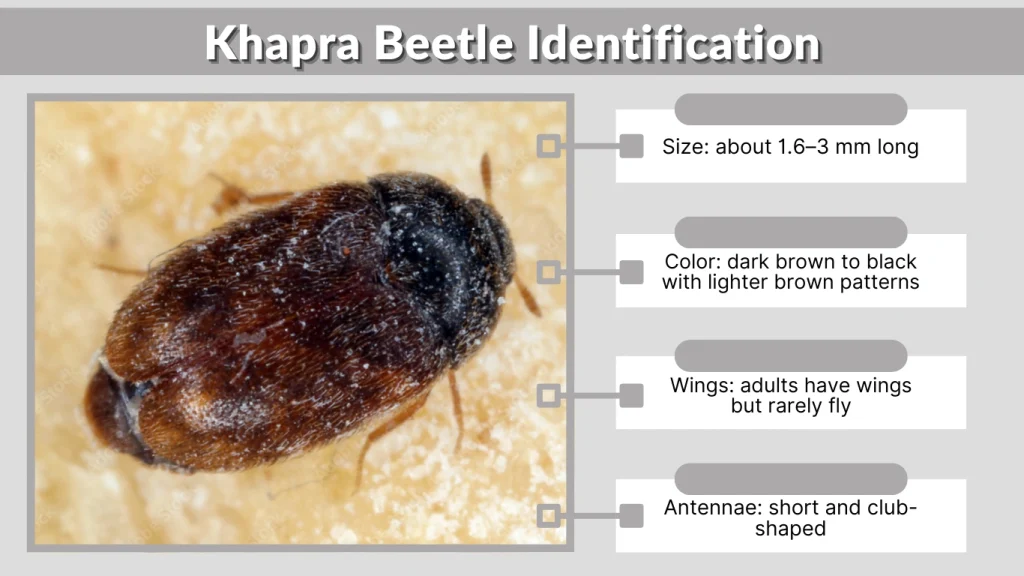 Khapra Beetle Identification