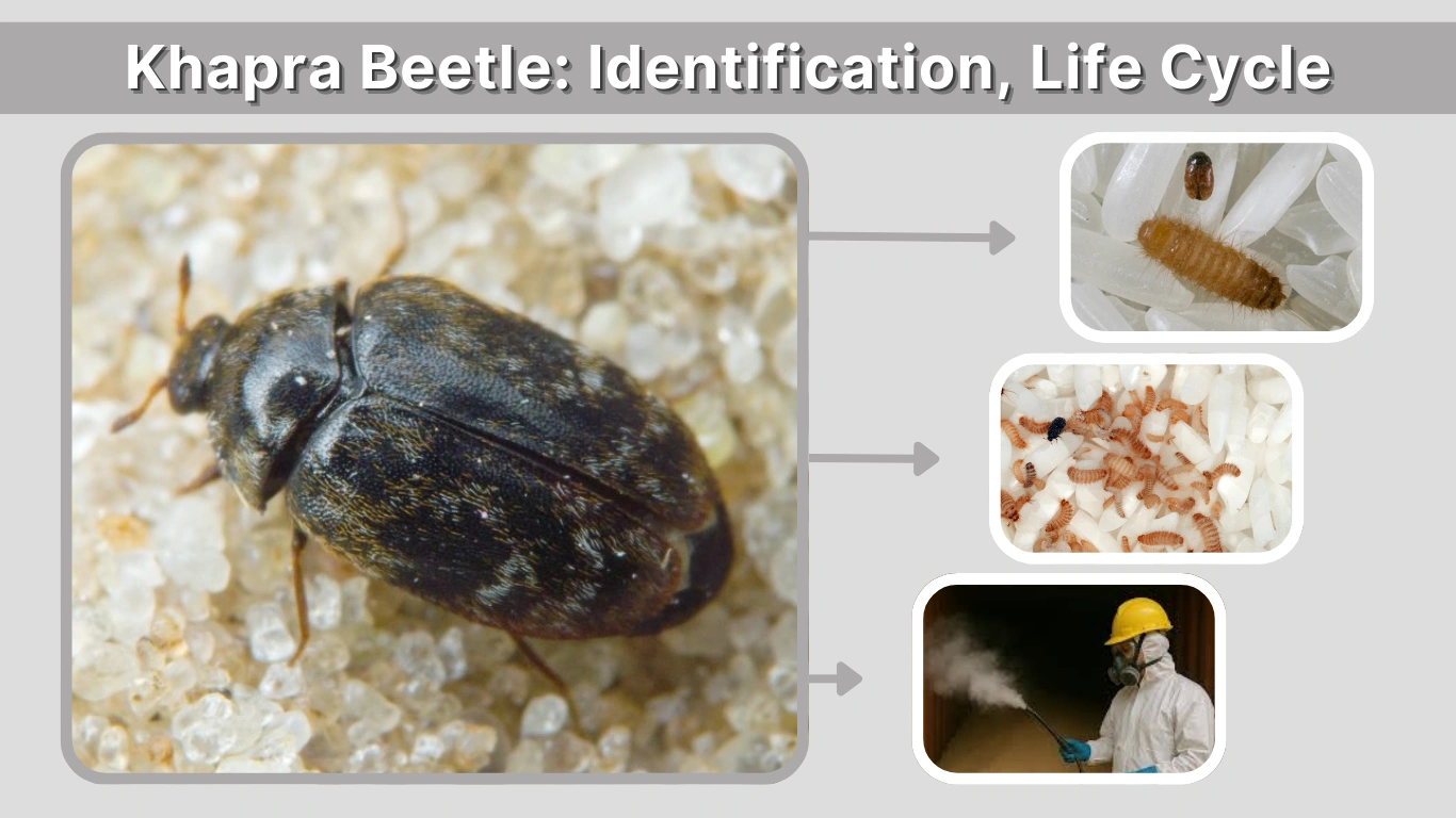 Khapra Beetle Identification, Life Cycle & Effective Treatment Methods