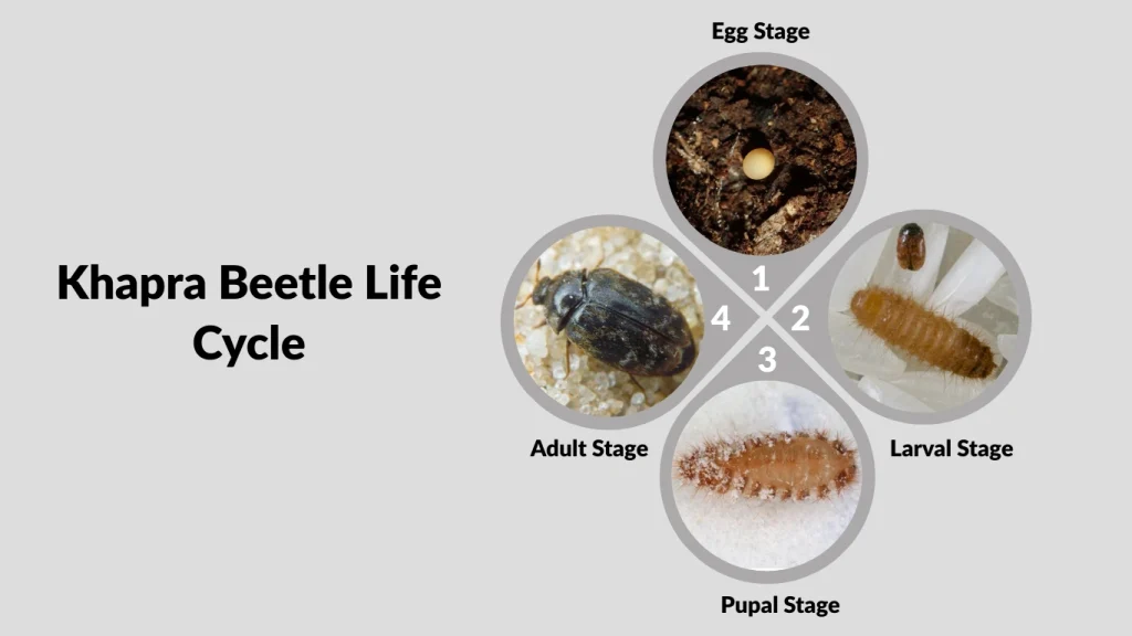 Khapra Beetle Life Cycle