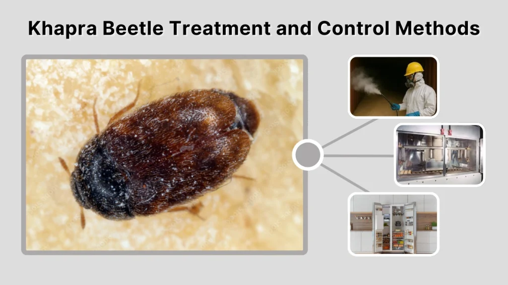 Khapra Beetle Treatment and Control Methods