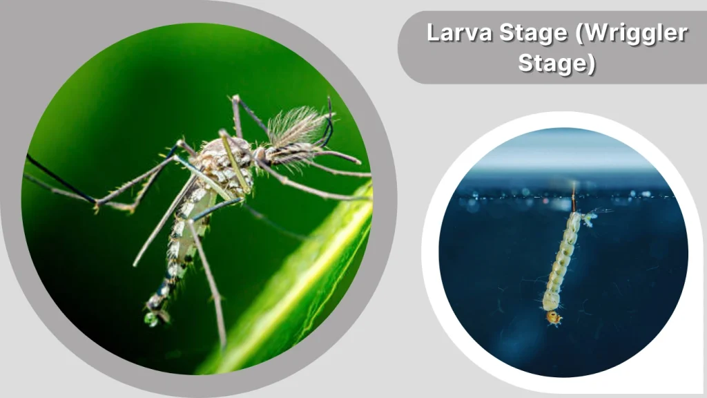 Larva Stage (Wriggler Stage)