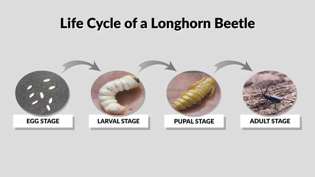 Longhorn Beetle Identification Life Cycle Damage Control Longhorn Beetle Identification Life Cycle Damage Control