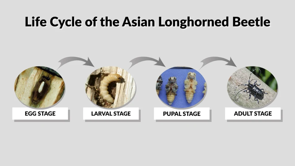 Life Cycle of the Asian Longhorned Beetle