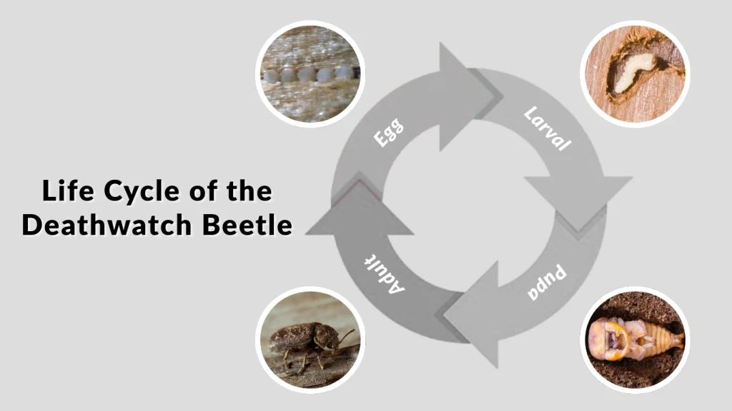 Life Cycle of the Deathwatch Beetle