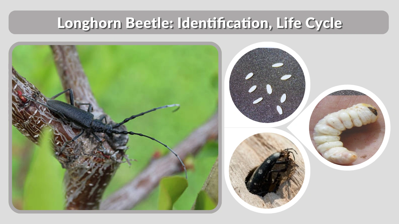 Longhorn Beetle Identification, Life Cycle, Damage & Control