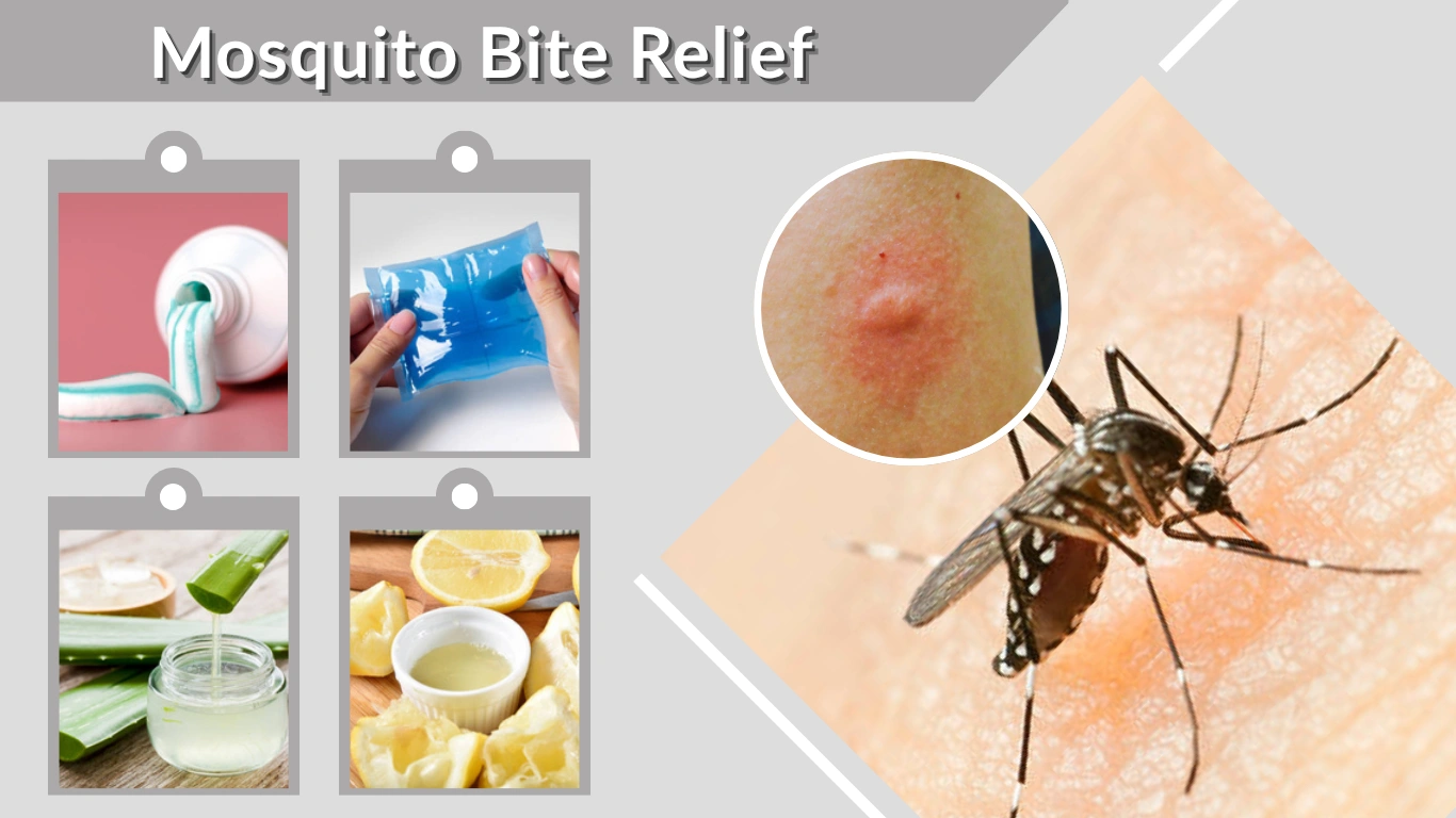 Mosquito Bite Relief How to Stop Itching and Swelling Fast