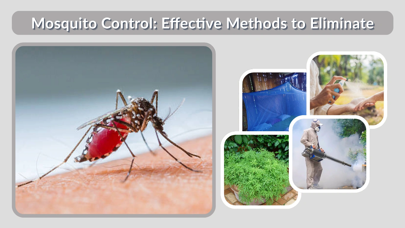 Mosquito Control Effective Methods to Eliminate and Prevent Mosquitoes