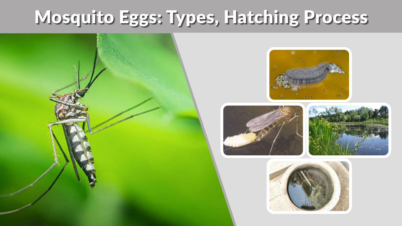 Mosquito Eggs Types, Hatching Process and Prevention Guide