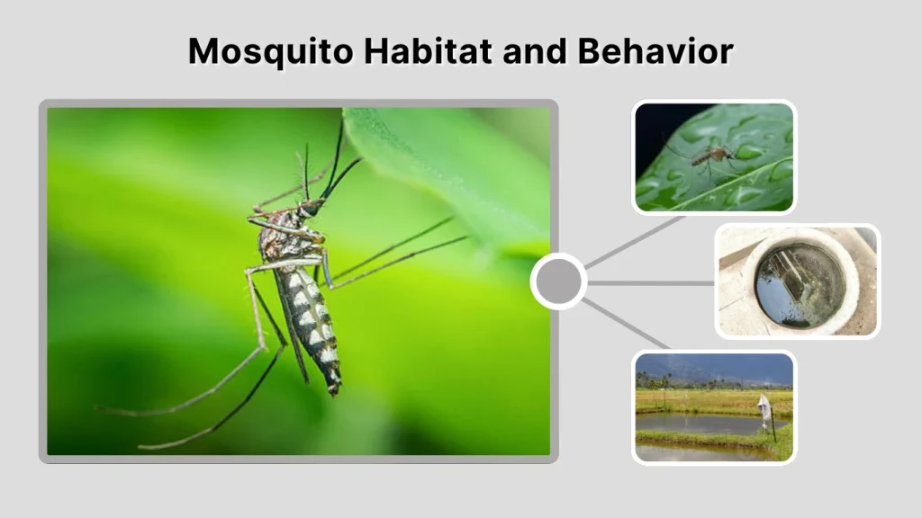 Mosquito Habitat and Behavior