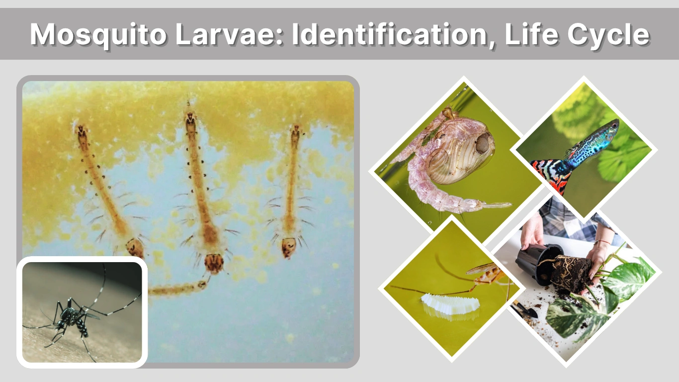 Mosquito Larvae Identification, Life Cycle & Control Methods