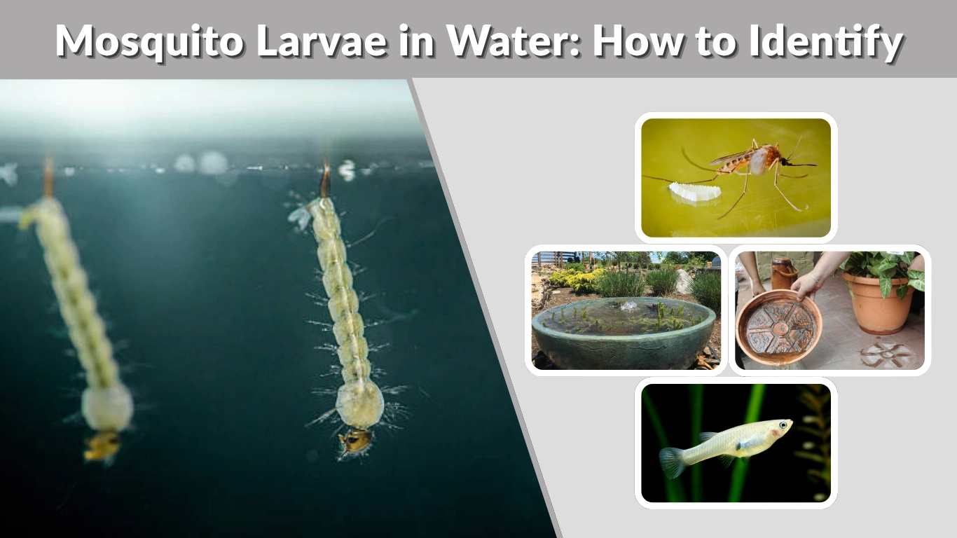 Mosquito Larvae in Water How to Identify, Remove & Prevent Them