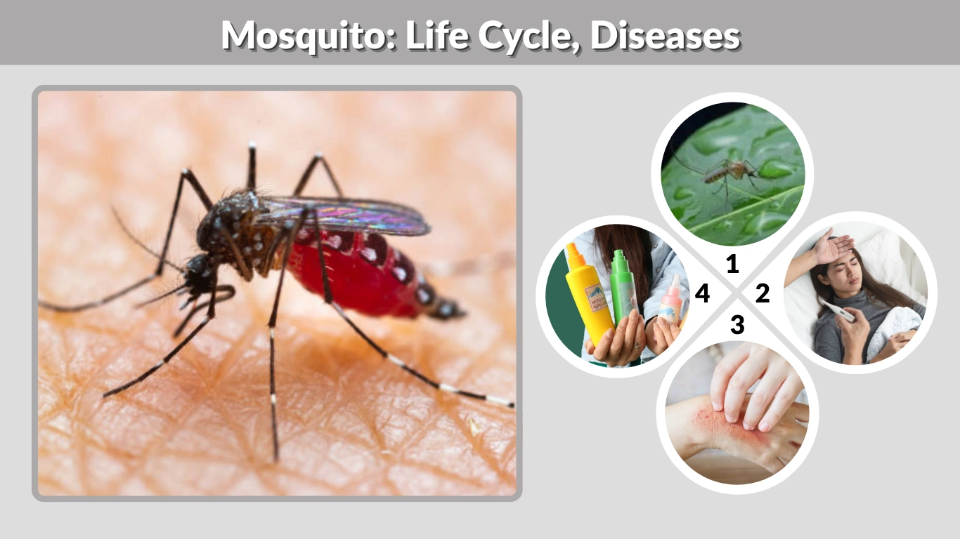 Mosquito Life Cycle, Diseases, and Effective Prevention Methods