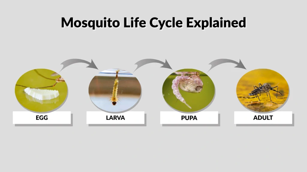 Mosquito Life Cycle Explained