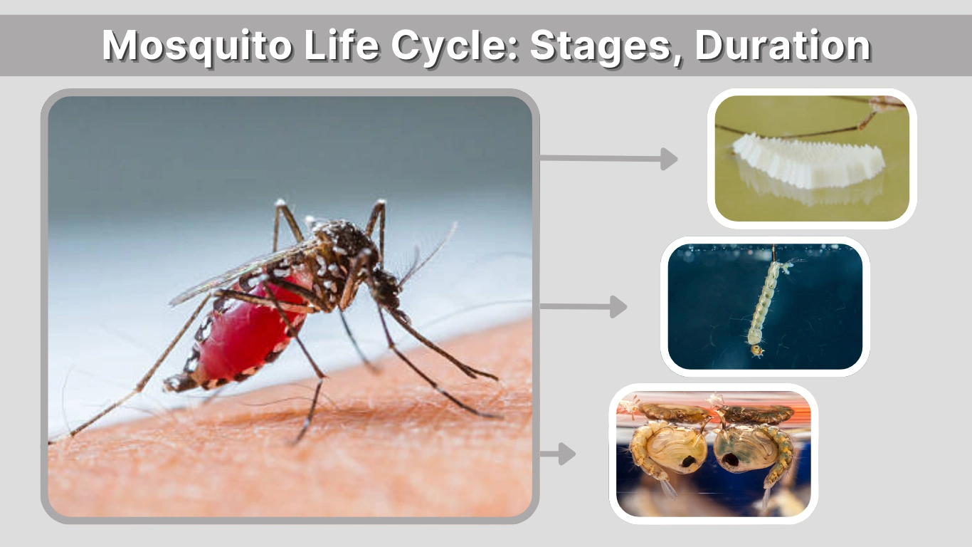 Mosquito Life Cycle Stages, Duration, and Complete Process