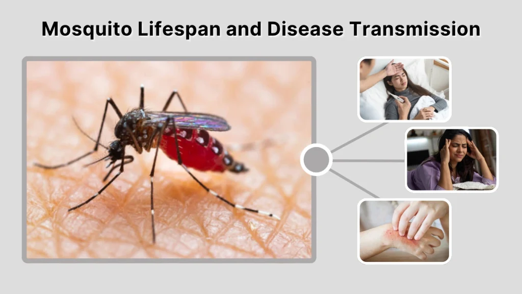 Mosquito Lifespan and Disease Transmission