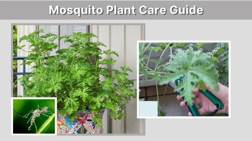 Mosquito Plant Care Guide