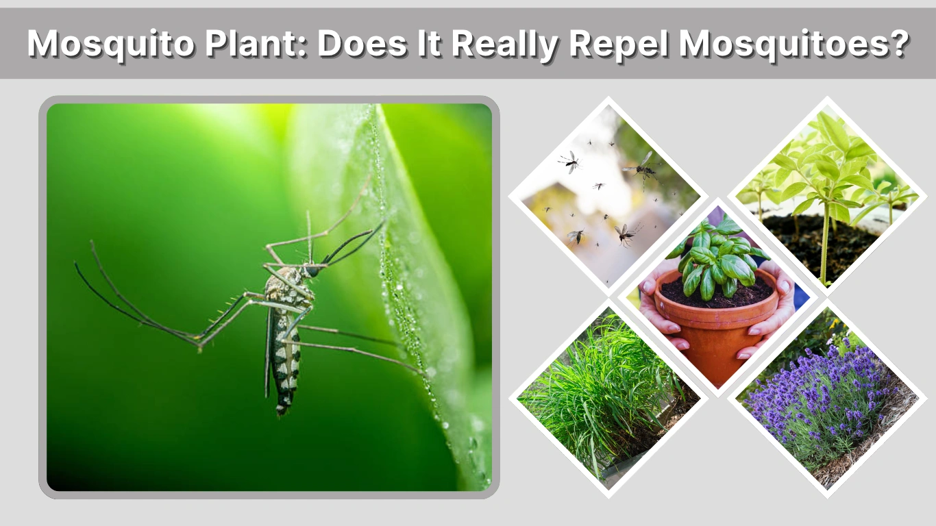 Mosquito Plant Does It Really Repel Mosquitoes Benefits