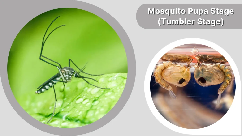 Mosquito Pupa Stage (Tumbler Stage)
