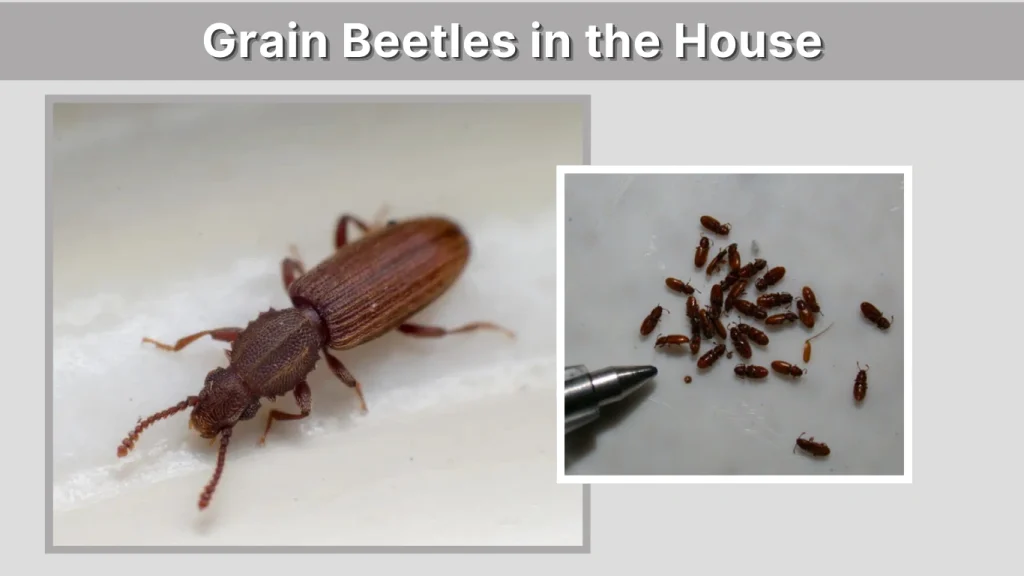 Grain Beetles in the House