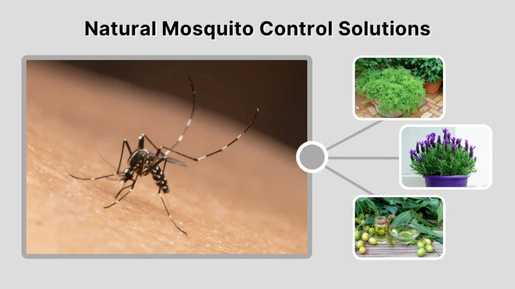 Natural Mosquito Control Solutions