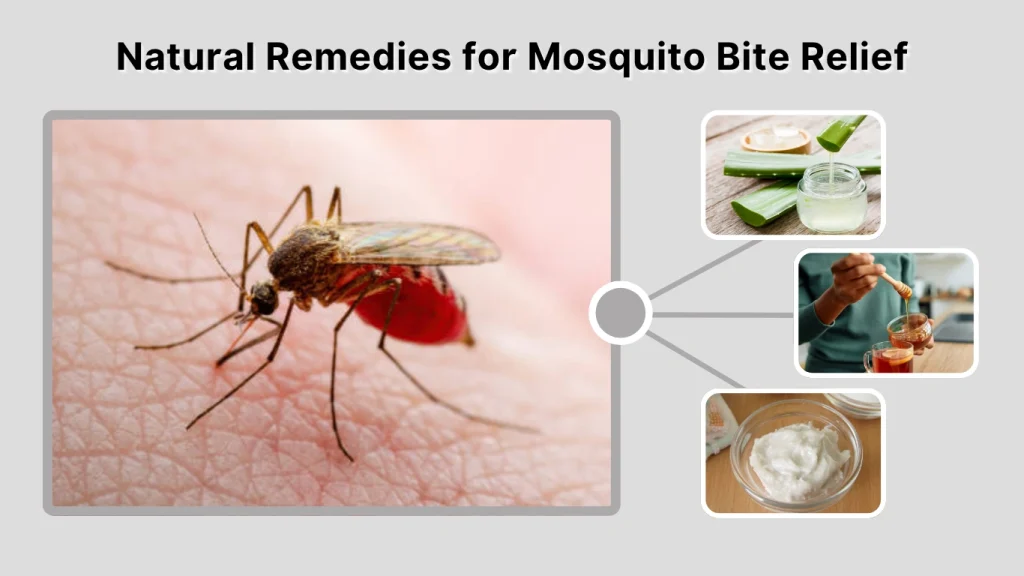 Natural Remedies for Mosquito Bite Relief