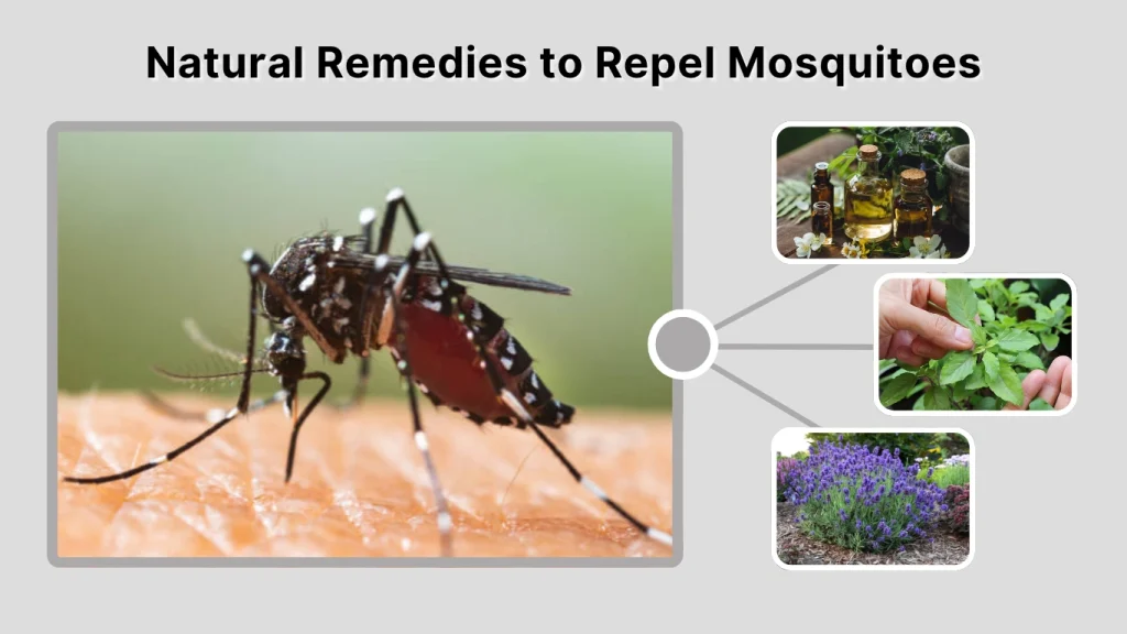 Natural Remedies to Repel Mosquitoes