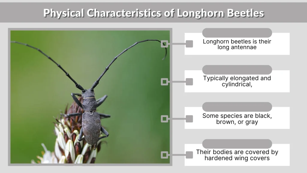 Physical Characteristics of Longhorn Beetles