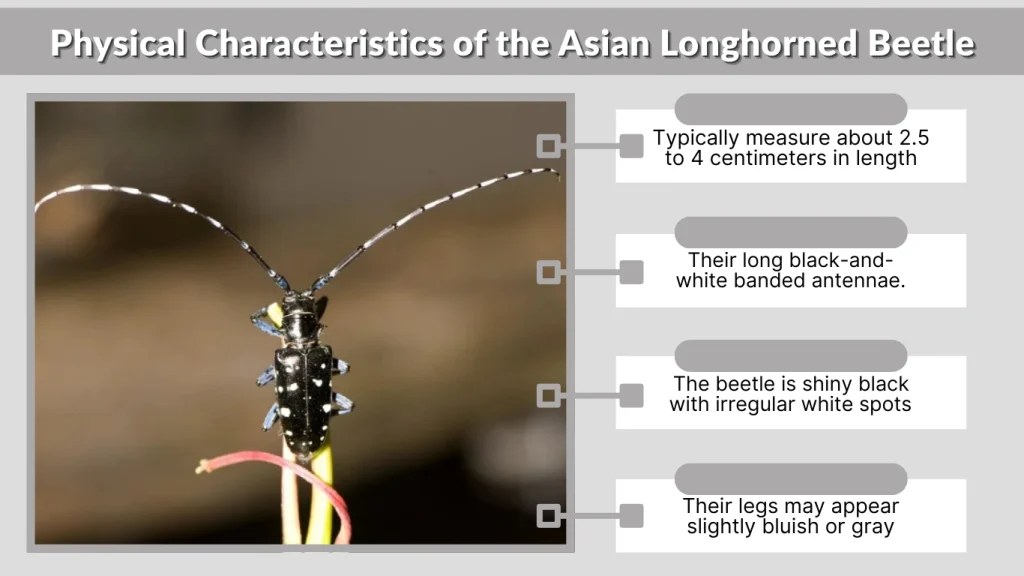 Physical Characteristics of the Asian Longhorned Beetle