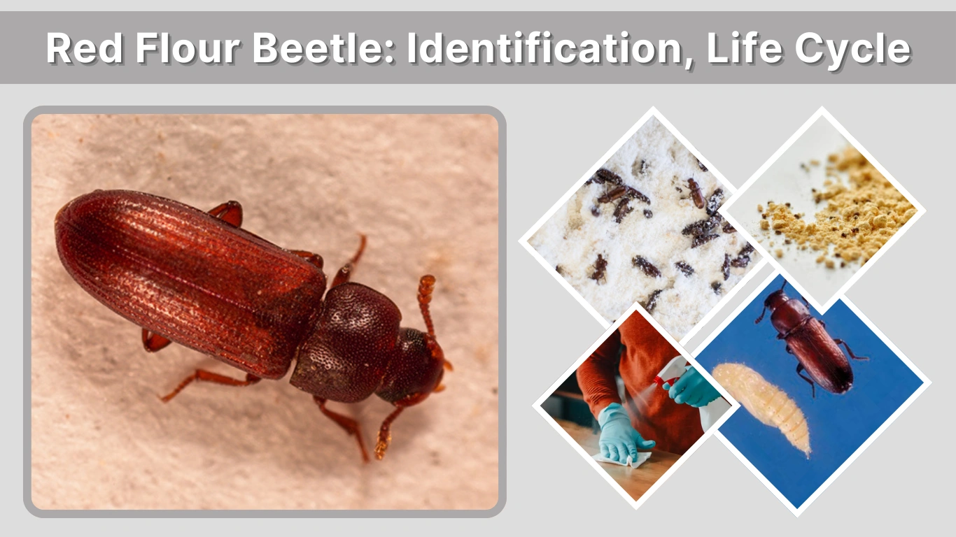 Red Flour Beetle Identification, Life Cycle, Habitat & Control Guide