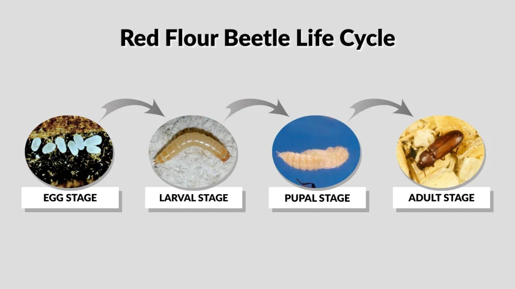 Red Flour Beetle Life Cycle