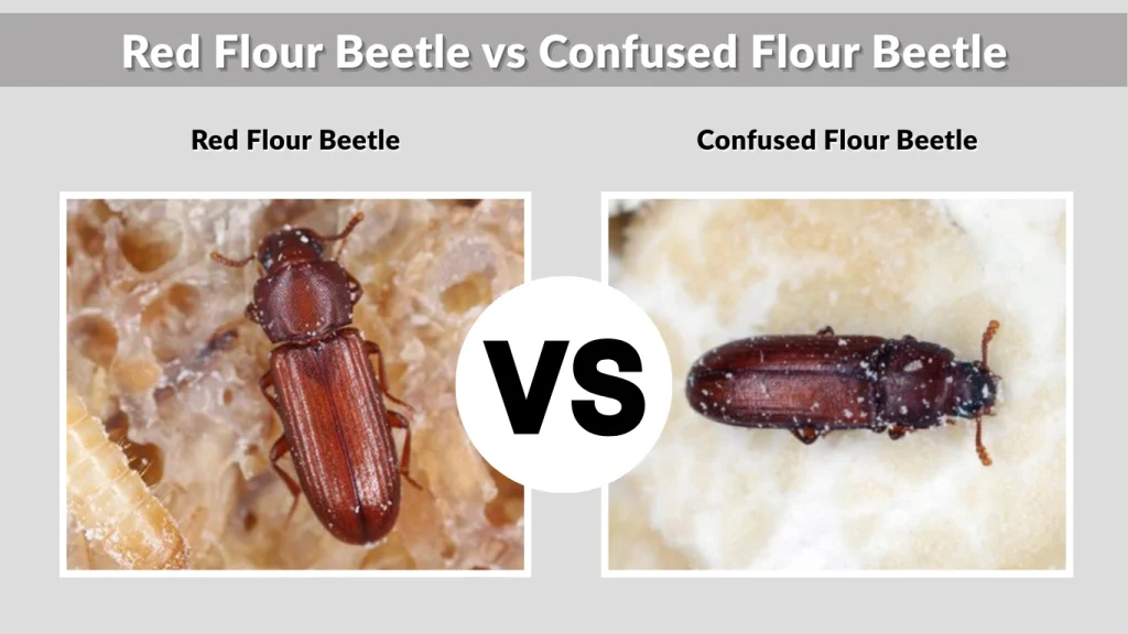Red Flour Beetle vs Confused Flour Beetle