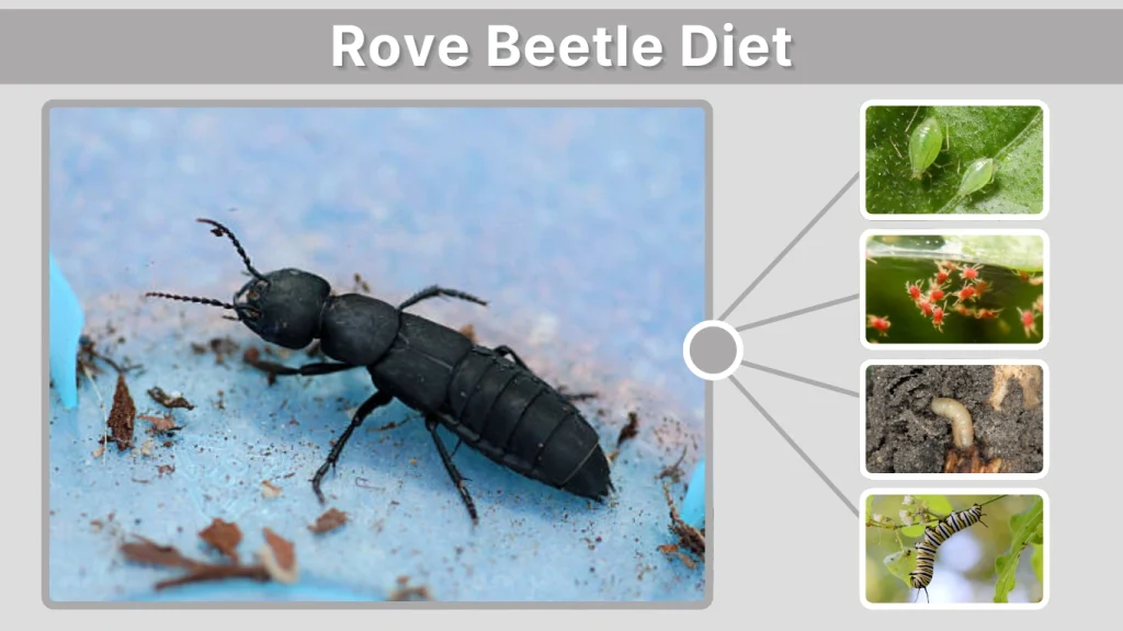 Rove Beetle Diet