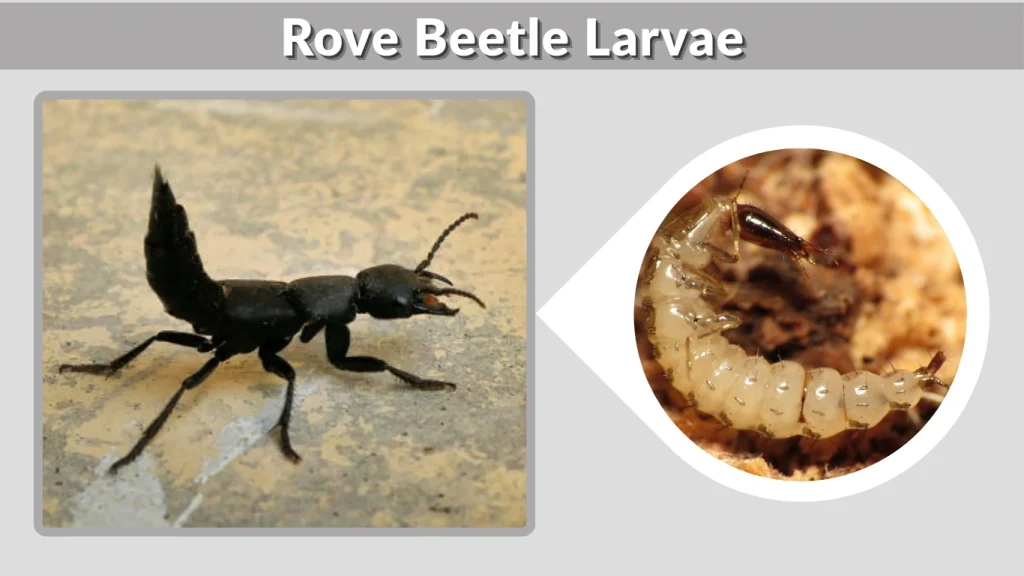 Rove Beetle Larvae