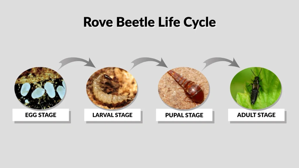 Rove Beetle Life Cycle