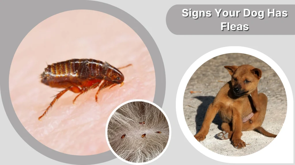Signs Your Dog Has Fleas