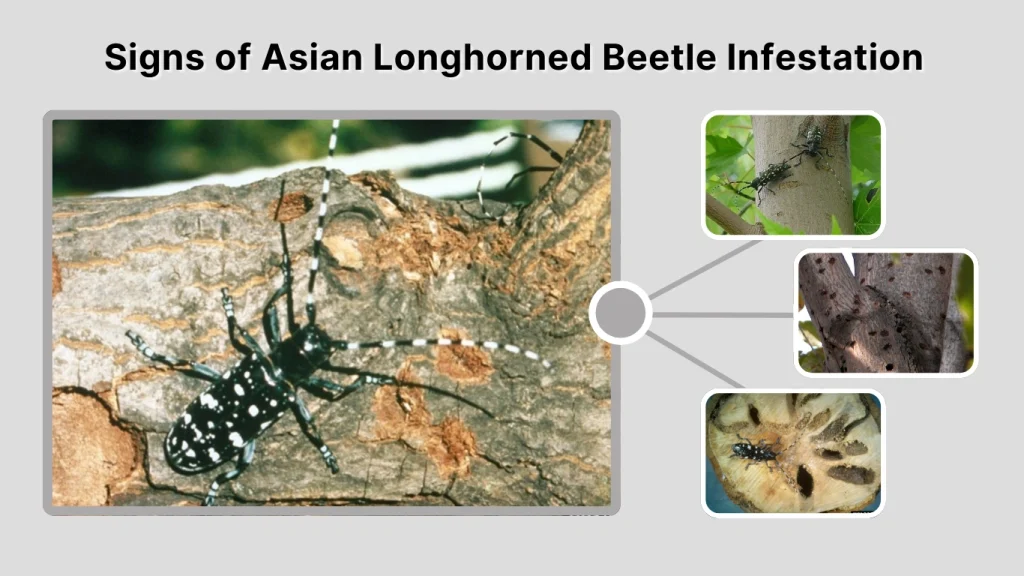 Signs of Asian Longhorned Beetle Infestation