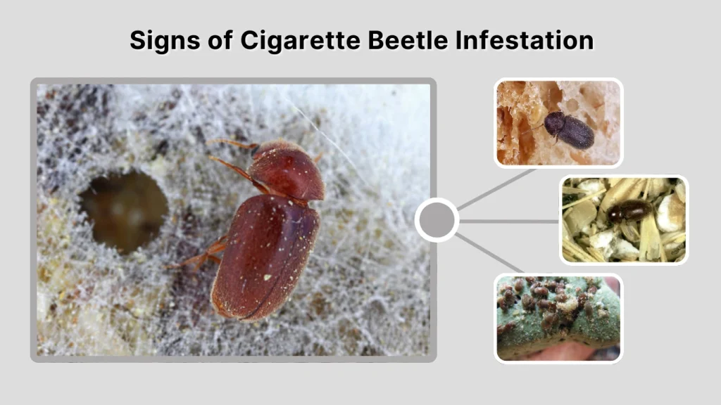 Signs of Cigarette Beetle Infestation