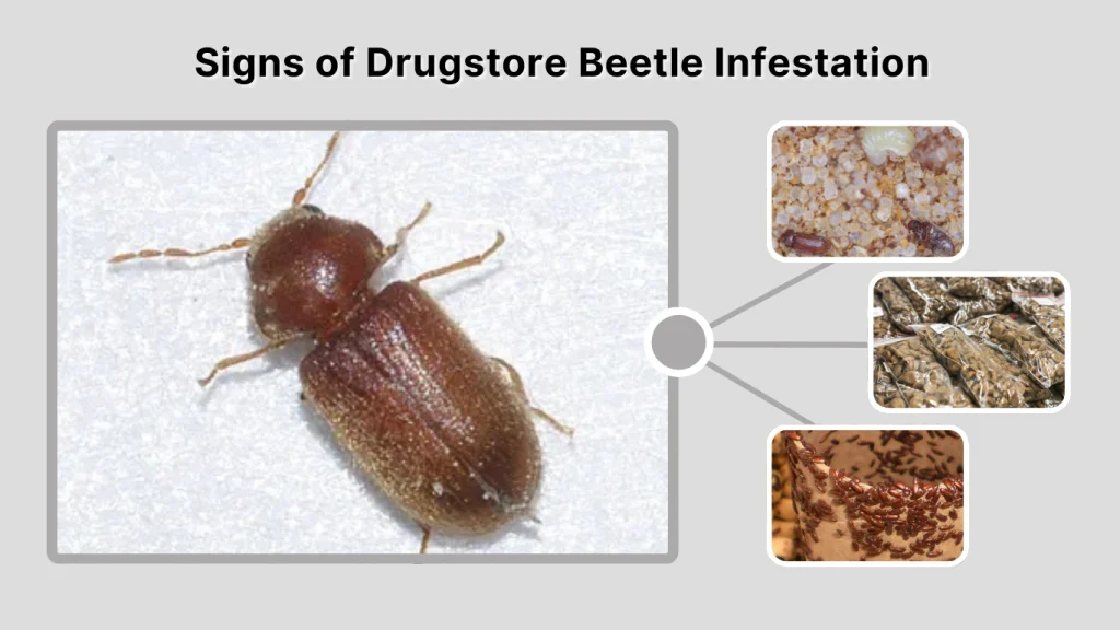 Signs of Drugstore Beetle Infestation