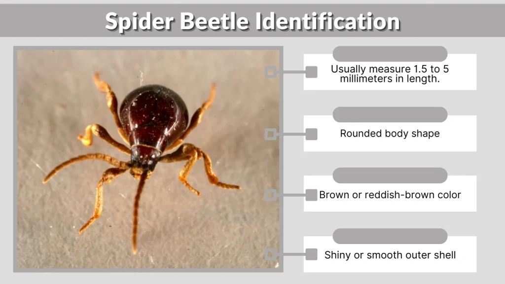 Spider Beetle Identification