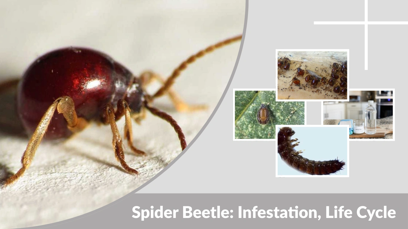 Spider Beetle Infestation, Life Cycle & How to Get Rid of Them