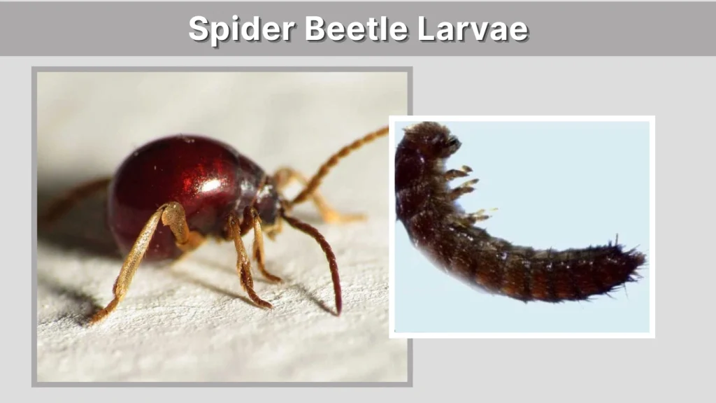 Spider Beetle Larvae