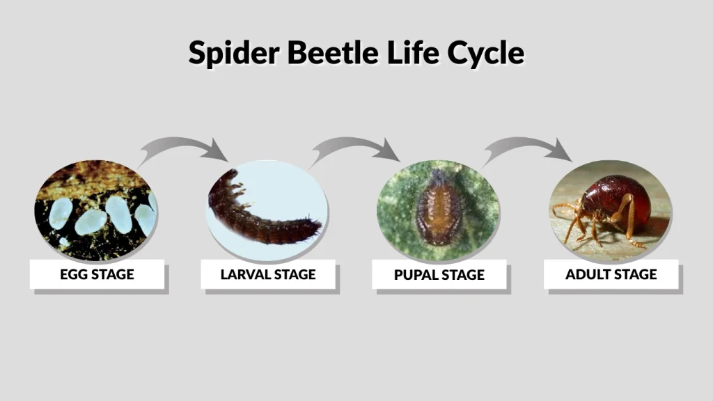 Spider Beetle Life Cycle