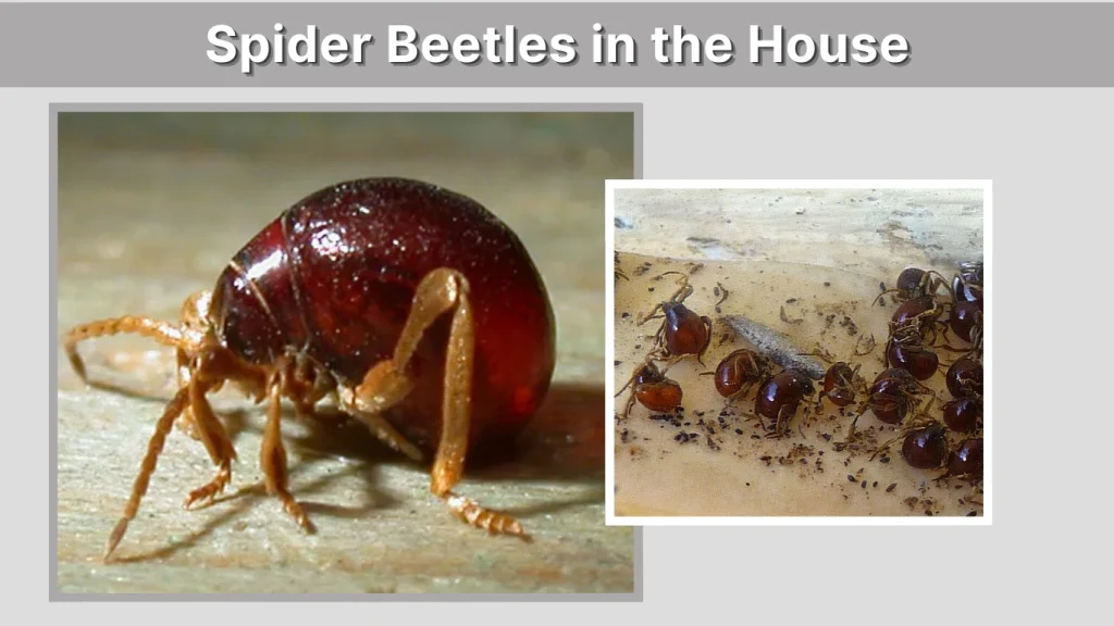 Spider Beetles in the House