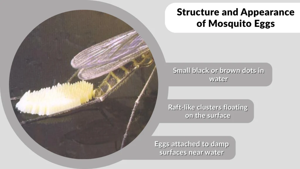 Structure and Appearance of Mosquito Eggs