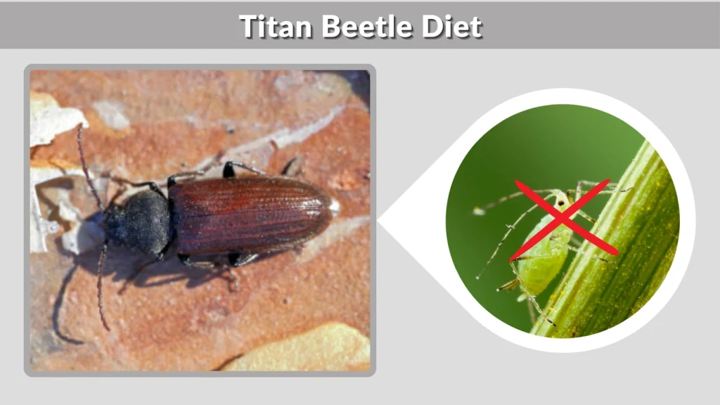 Titan Beetle Diet